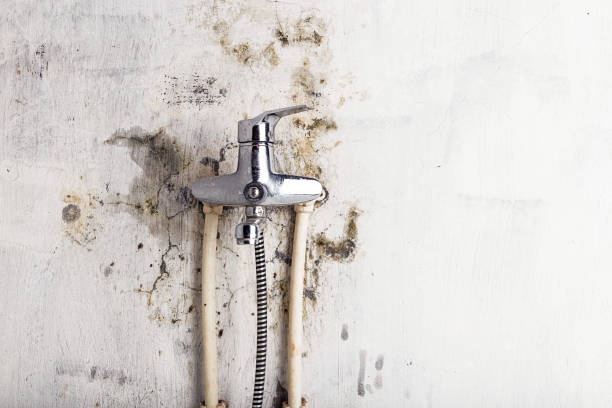 Best Mold Removal Process  in Wantagh, NY