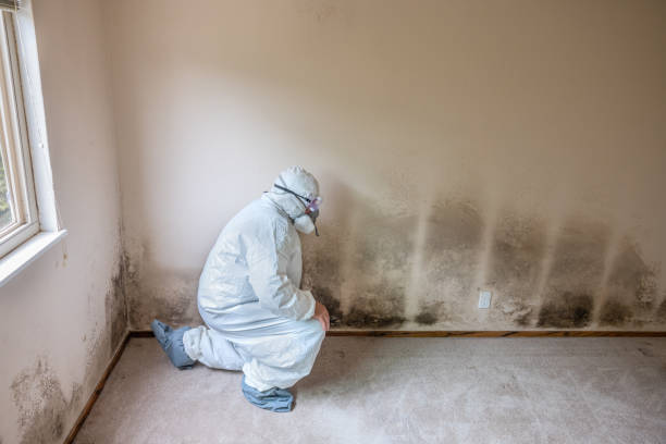 Best Residential Mold Removal  in Wantagh, NY